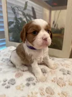 Poppy, a female Cavalier King Charles Spaniel for sale in Spring, TX – 6 of 8