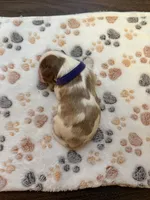 Poppy, a female Cavalier King Charles Spaniel for sale in Spring, TX – 3 of 3