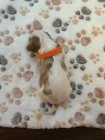 Lily, a female Cavalier King Charles Spaniel for sale in Spring, TX – 2 of 3
