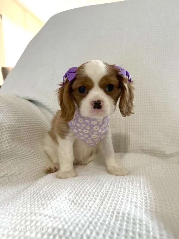 Poppy – Cavalier King Charles Spaniel puppy for sale in Spring, TX