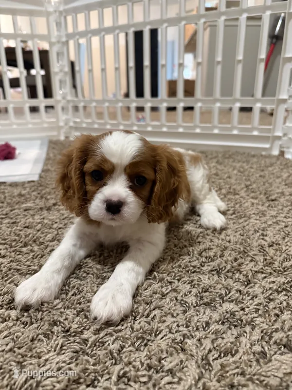 Daisy – Cavalier King Charles Spaniel puppy for sale in Spring, TX