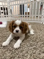 Daisy, a female Cavalier King Charles Spaniel for sale in Spring, TX – 1 of 8