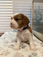 Poppy, a female Cavalier King Charles Spaniel for sale in Spring, TX – 5 of 8