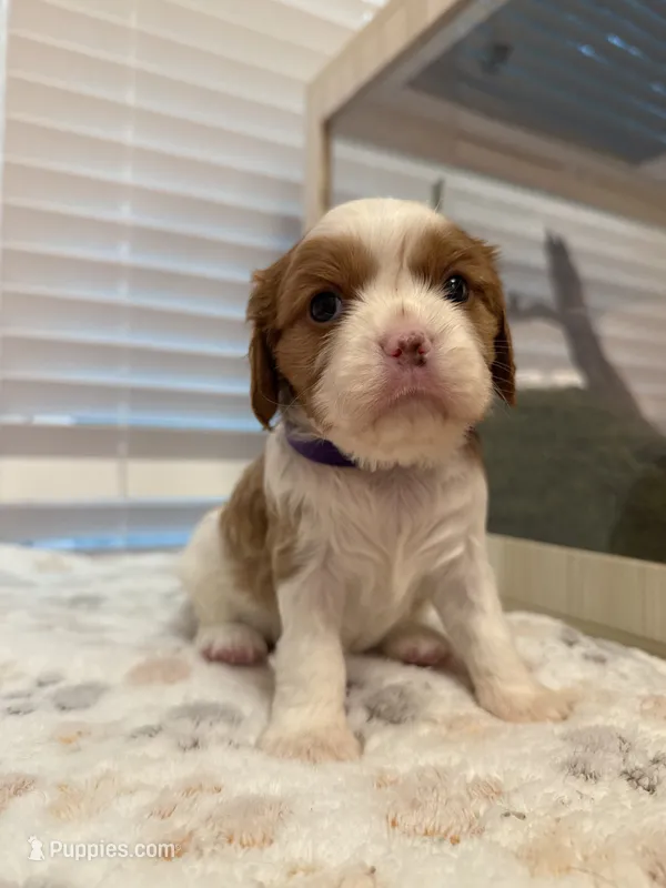 Poppy – Cavalier King Charles Spaniel puppy for sale in Spring, TX