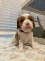 Poppy, a female Cavalier King Charles Spaniel for sale in Spring, TX – 4 of 8