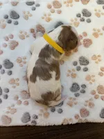 Daisy, a female Cavalier King Charles Spaniel for sale in Spring, TX – 2 of 3