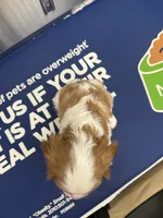 Poppy, a female Cavalier King Charles Spaniel for sale in Spring, TX – 3 of 8