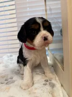 Rosie, a female Cavalier King Charles Spaniel for sale in Spring, TX – 4 of 7