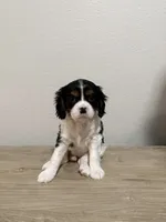 Rosie, a female Cavalier King Charles Spaniel for sale in Spring, TX – 2 of 7