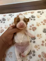 Blossom, a female Cavalier King Charles Spaniel for sale in Spring, TX – 2 of 3