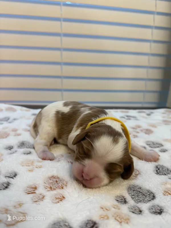 Daisy – Cavalier King Charles Spaniel puppy for sale in Spring, TX