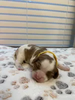 Daisy, a female Cavalier King Charles Spaniel for sale in Spring, TX – 1 of 3