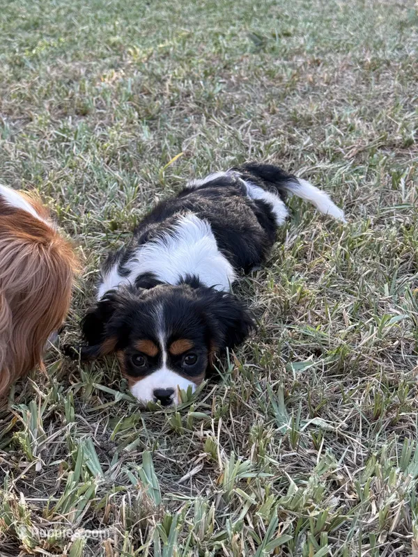 Rosie – Cavalier King Charles Spaniel puppy for sale in Spring, TX