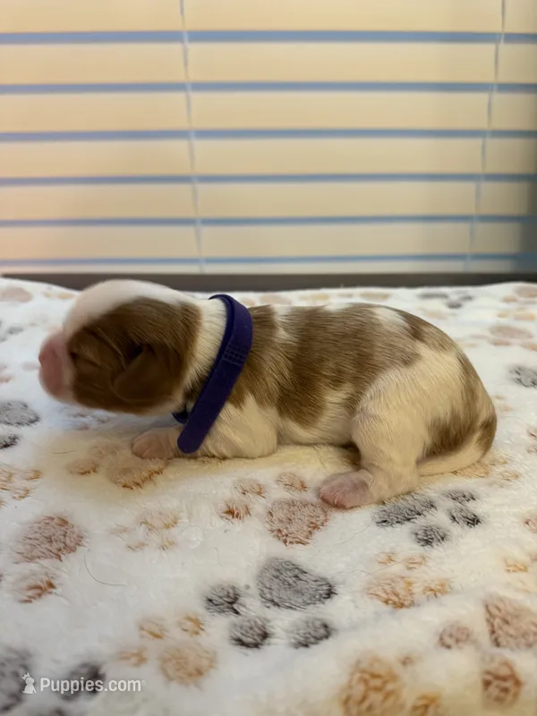 Poppy – Cavalier King Charles Spaniel puppy for sale in Spring, TX
