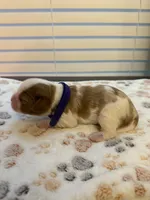 Poppy, a female Cavalier King Charles Spaniel for sale in Spring, TX – 1 of 3