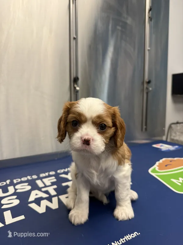 Poppy – Cavalier King Charles Spaniel puppy for sale in Spring, TX