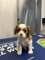 Poppy, a female Cavalier King Charles Spaniel for sale in Spring, TX – 2 of 8