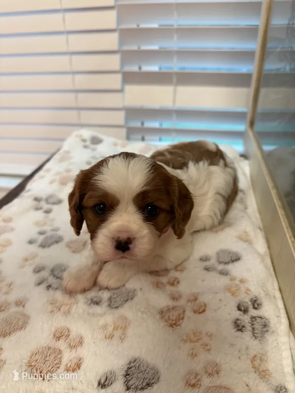 Daisy – Cavalier King Charles Spaniel puppy for sale in Spring, TX