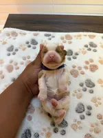 Poppy, a female Cavalier King Charles Spaniel for sale in Spring, TX – 2 of 3