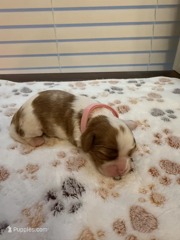 Blossom – Cavalier King Charles Spaniel puppy for sale in Spring, TX