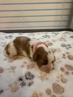 Blossom, a female Cavalier King Charles Spaniel for sale in Spring, TX – 1 of 3