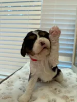 Rosie, a female Cavalier King Charles Spaniel for sale in Spring, TX – 5 of 7