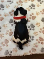 Rosie, a female Cavalier King Charles Spaniel for sale in Spring, TX – 2 of 3