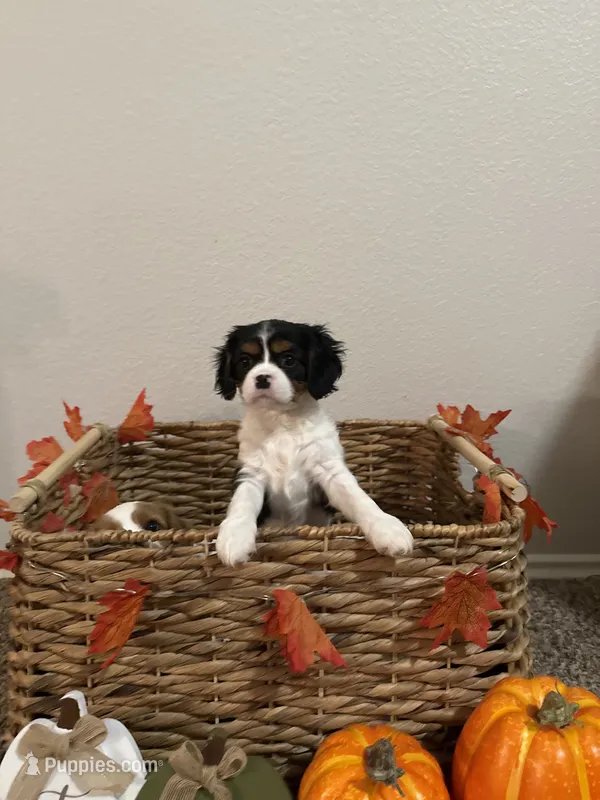 Rosie – Cavalier King Charles Spaniel puppy for sale in Spring, TX