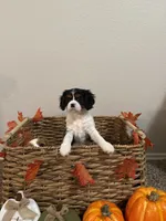 Rosie, a female Cavalier King Charles Spaniel for sale in Spring, TX – 1 of 7