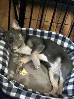 Blue, a male French Bulldog for sale in Stockton, CA – Photo 6 of 6