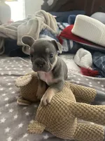 Blue, a male French Bulldog for sale in Stockton, CA – Photo 4 of 5