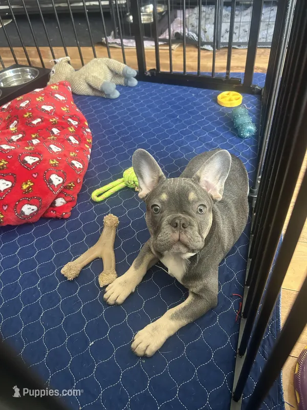 Blue – French Bulldog puppy for sale in Stockton, CA