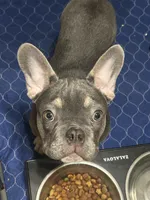 Blue, a male French Bulldog for sale in Stockton, CA – Photo 5 of 6