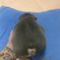 Blue, a male French Bulldog for sale in Stockton, CA – Photo 3 of 6