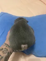 Blue, a male French Bulldog for sale in Stockton, CA – Photo 2 of 5