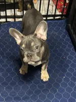 Blue, a male French Bulldog for sale in Stockton, CA – Photo 4 of 6