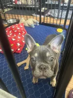 Blue, a male French Bulldog for sale in Stockton, CA – Photo 2 of 6