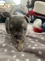 Blue, a male French Bulldog for sale in Stockton, CA – Photo 5 of 5