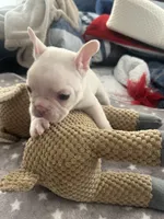 Snow White, a female French Bulldog for sale in Stockton, CA – Photo 2 of 6