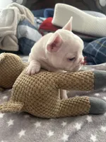 Snow White, a female French Bulldog for sale in Stockton, CA – Photo 4 of 6