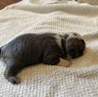 FEMALE 3, a female Boston Terrier for sale in Arlington, WA – 3 of 5