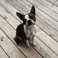 sly, a male Boston Terrier for sale in Arlington, WA – 2 of 5