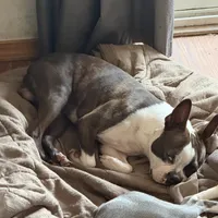 sly, a male Boston Terrier for sale in Arlington, WA – 5 of 5