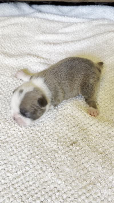 MALE 2, a male Boston Terrier for sale in Arlington, WA – 4 of 5