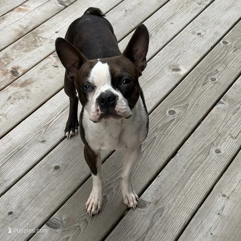 sly – Boston Terrier puppy on hold in Arlington, WA