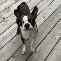 sly, a male Boston Terrier for sale in Arlington, WA – 1 of 5