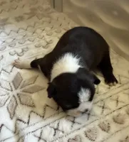 BLACK FEMALE, a female Boston Terrier for sale in Arlington, WA – 1 of 5