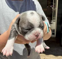 FEMALE 3, a female Boston Terrier for sale in Arlington, WA – 1 of 5