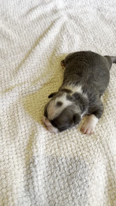 FEMALE 3, a female Boston Terrier for sale in Arlington, WA – 4 of 5
