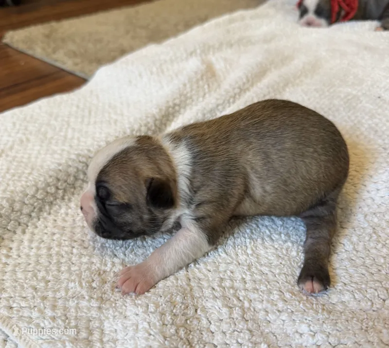FEMALE 2 – Boston Terrier puppy for sale in Arlington, WA